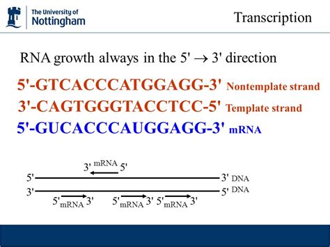 What is A Template Strand Dna Non Template | williamson-ga.us