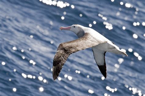 Antarctica & South America: Wandering Albatross