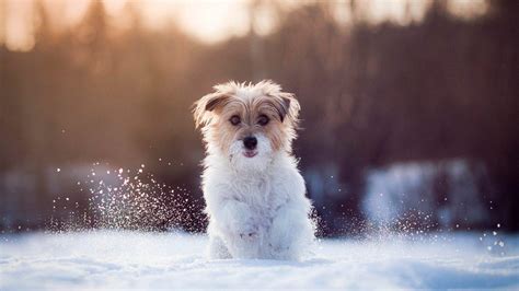 Cute Puppies Wallpaper Winter - l2sanpiero