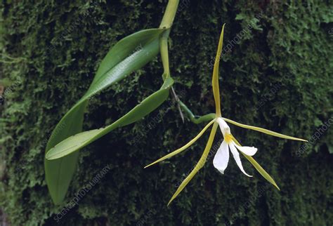 Night-scented orchid - Stock Image - F031/2255 - Science Photo Library