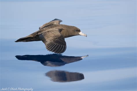 Image 35265 of Flesh-footed Shearwater by Jack Shick