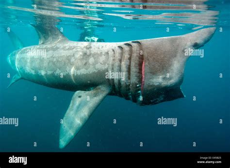 Basking shark mouth hi-res stock photography and images - Alamy