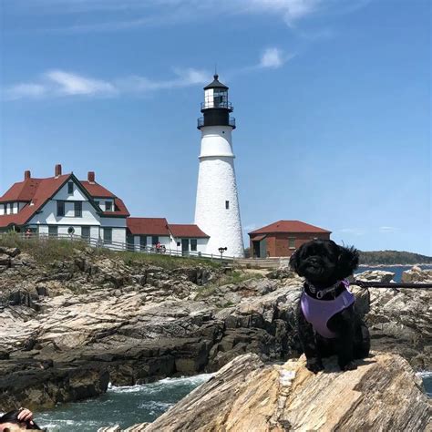 11 Ways To Enjoy Portland, Maine With Your Furry Friend | QuartzMountain