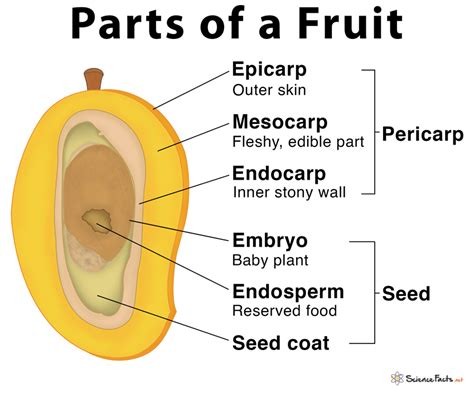 Parts of a Fruit: Functions and Diagram