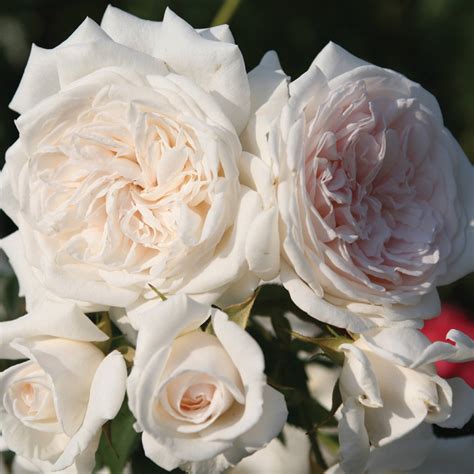 Rose, Climbing, Honeymoon™, Disease-Resistant Roses: Edmunds' Roses