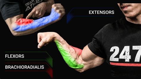 Forearm Workouts - Best Exercises for Muscle And Strength