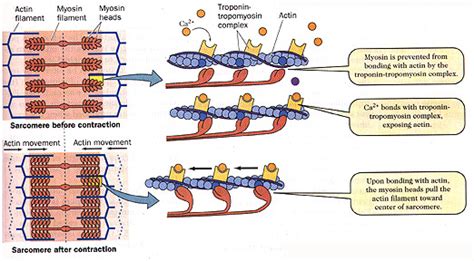 Muscle Contraction