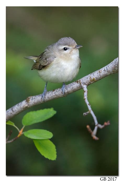 WARBLING VIREO