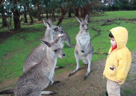 Phillip Island Wildlife Park (Cowes): 2018 All You Need to Know Before ...