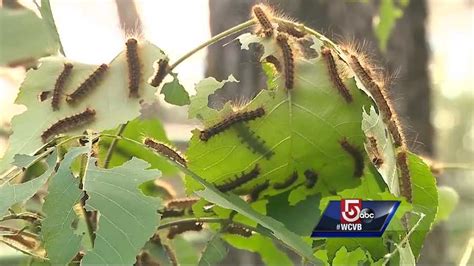 Gypsy moth damage 9 times greater than in 2015, state reports