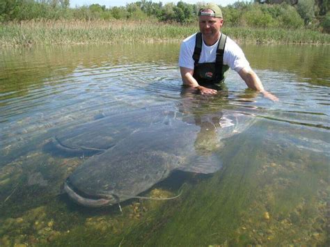 Wow! That's a big catfish! Carp Fishing Rods, Usa Fishing, Catfish ...