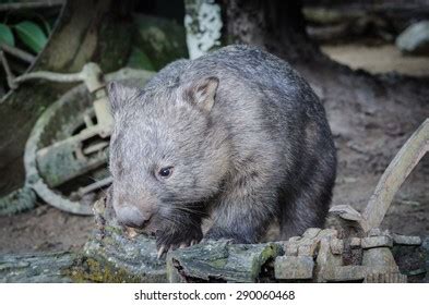 Fat Wombat Stock Photo 290060468 | Shutterstock