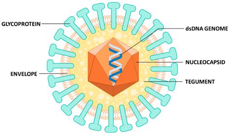 Microorganisms | Free Full-Text | Where do we Stand after Decades of ...