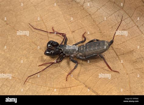 Whip tail scorpion, Labochirus sp., Trishna WLS, Tripura Stock Photo ...