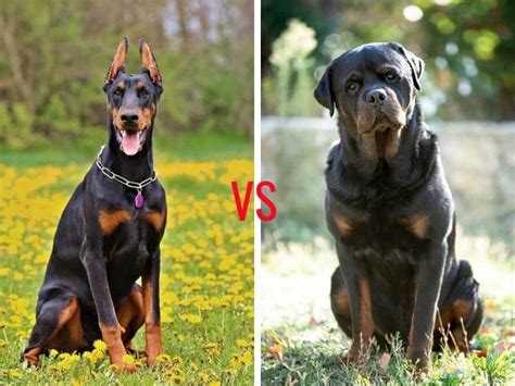 Doberman vs Rottweiler – The Ultimate Guide - My Dog's Name