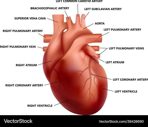 Realistic heart anatomy with descriptions diagram Vector Image