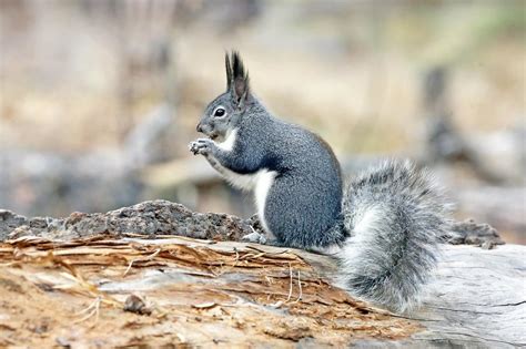 The Different Types of Squirrel Species That Exist in America Today