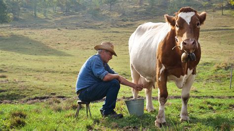 Taking Care of Your Cow’s Udders - Vetericyn Animal Wellness