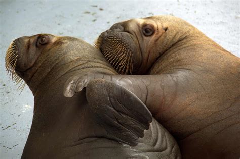 Baby Walrus: 6 Pictures and 8 Amazing Facts - A-Z Animals