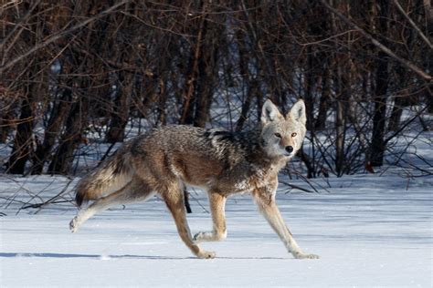 The Variety of Deciduous Forest Animals is Truly Mind-Boggling - Animal ...