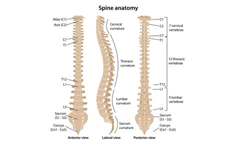 Image of spine - masterrusaq