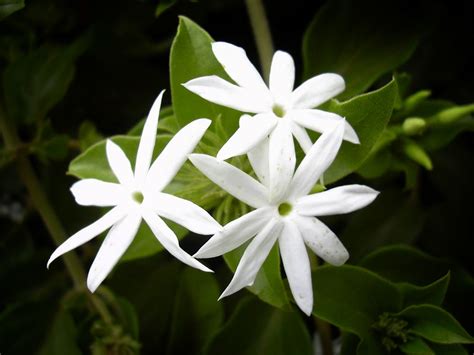 How To Plant Jasmine Flower