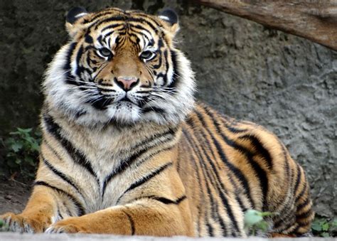 BKSDA Catat Populasi Harimau Sumatera di Sumbar Tinggal 120 Ekor