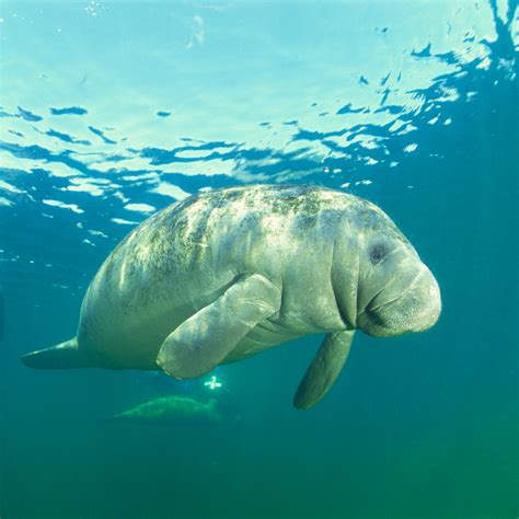 Action of the Week: Celebrate Manatee Awareness Month – Thompson Earth ...