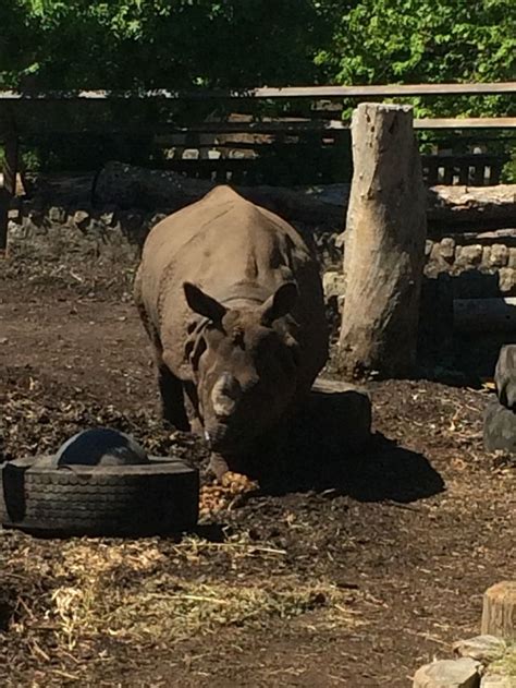 Edinburgh zoo | Edinburgh zoo, Animals, Zoo