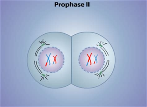 Prophase II