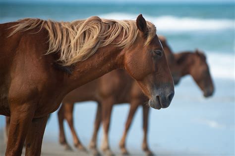 The Legend of the Wild Horses of Corolla - Jeffrey Bruno - Photographer ...