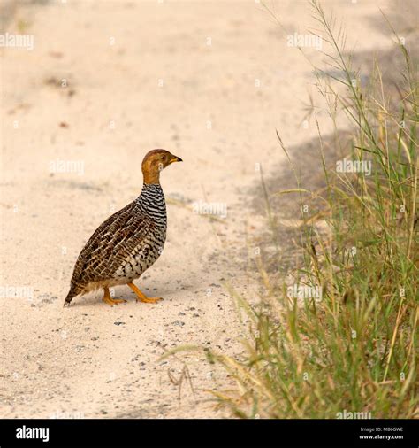 Teetar bird hi-res stock photography and images - Alamy