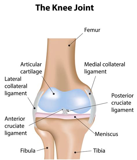 Chondral injuries - Chris Bailey Orthopaedics