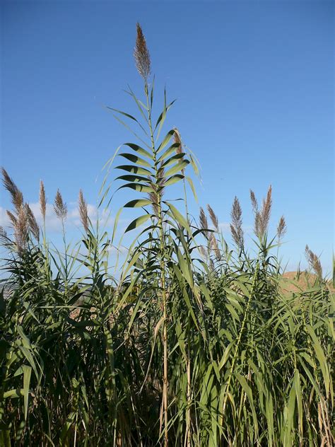 Arundo donax - UF/IFAS Assessment - University of Florida, Institute of ...