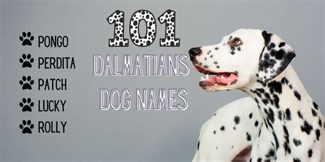 101 Dalmatians Dog Names for Your Puppy - PetsTime