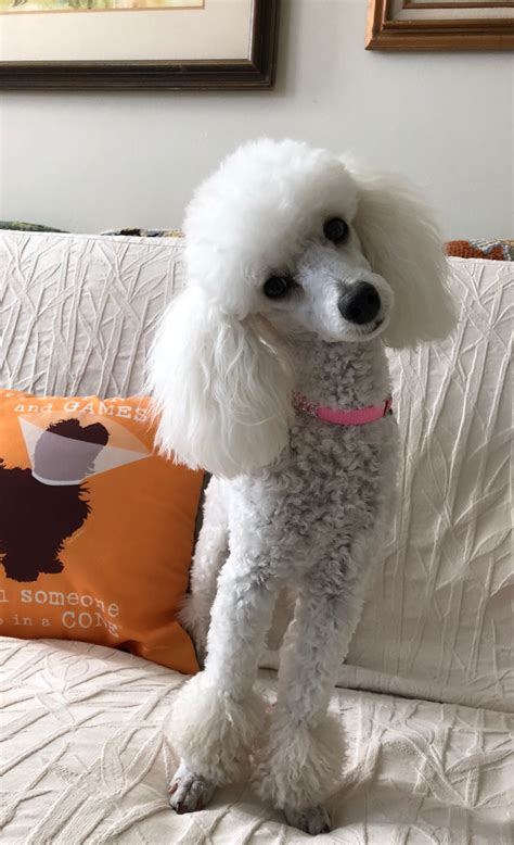 Beautiful Jolie. May 2, 2018 | Poodle haircut, Toy poodle haircut ...