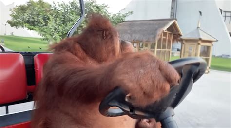 Famous Orangutan Caught Driving A Golf Cart - Oh! Epic