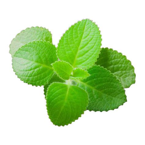 Ajwain Plant Leaves