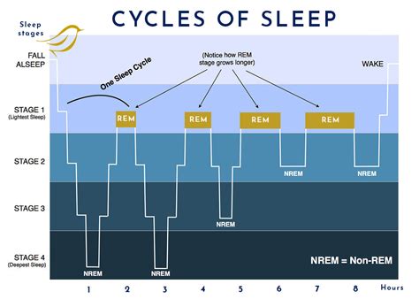 Stages Of Sleep: Psychology, Cycle Sequence, 45% OFF