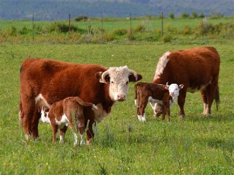 Origin of SA Hereford Cattle Breeders Society