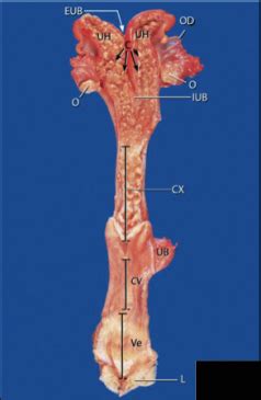 Ewe reproductive tract Diagram | Quizlet