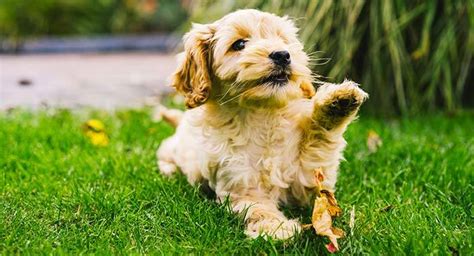 Cockapoo - A Complete Guide To The Cocker Spaniel Poodle Mix