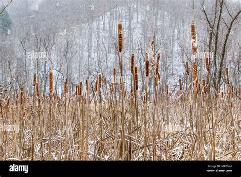 Cattails in winter hi-res stock photography and images - Alamy