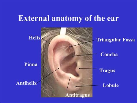 Ear Anatomy Pinna Tragus / Anatomy Of Ear Surgicomed Com