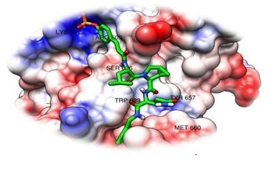 COMPUTER AIDED DRUG DESIGN (CADD): AN APPROACH FOR DRUG DISCOVERY - rasalsi