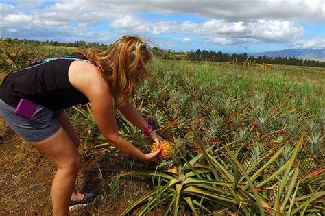 Maui Pineapple Farm Tour | ubicaciondepersonas.cdmx.gob.mx