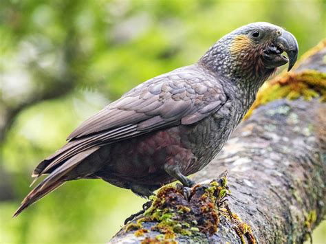 New Zealand Kaka - eBird