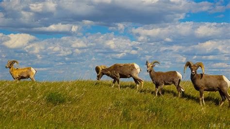 Wildlife in Badlands National Park | National parks, Badlands national ...