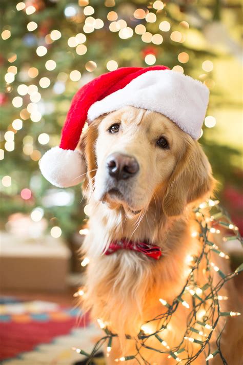 Golden retriever Christmas #goldenretrieverpuppiespics | Golden ...