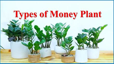 13 Different Types of Money Plant for Wealth and Good Vibes